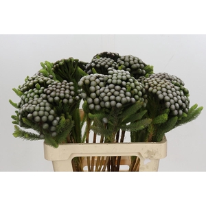 Cape Green Albiflora