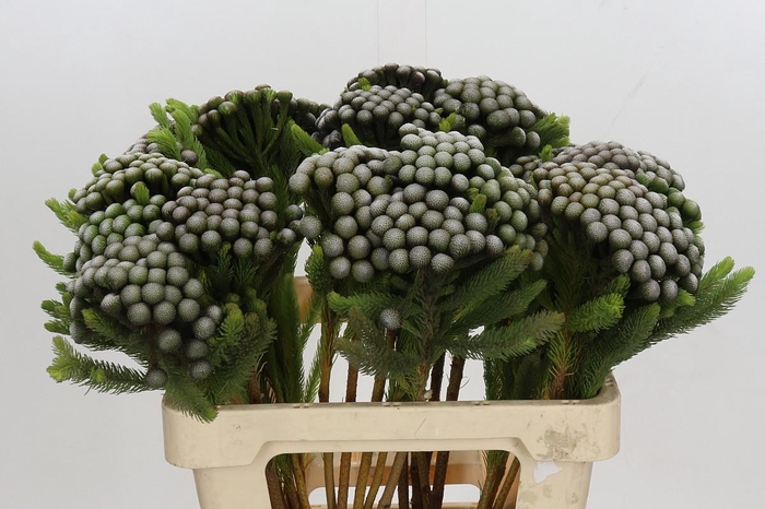 <h4>Cape Green Albiflora</h4>