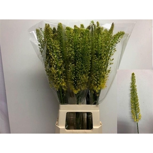 EREMURUS STENOPHYLLU