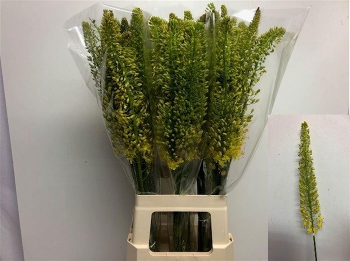 <h4>EREMURUS STENOPHYLLU</h4>