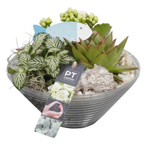 <h4>PTSUT3954 Arrangementen kamerplanten</h4>