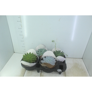 ASPLENIUM OSAKA LISO P19