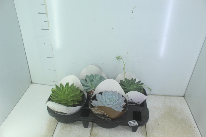 <h4>ASPLENIUM OSAKA LISO P19</h4>