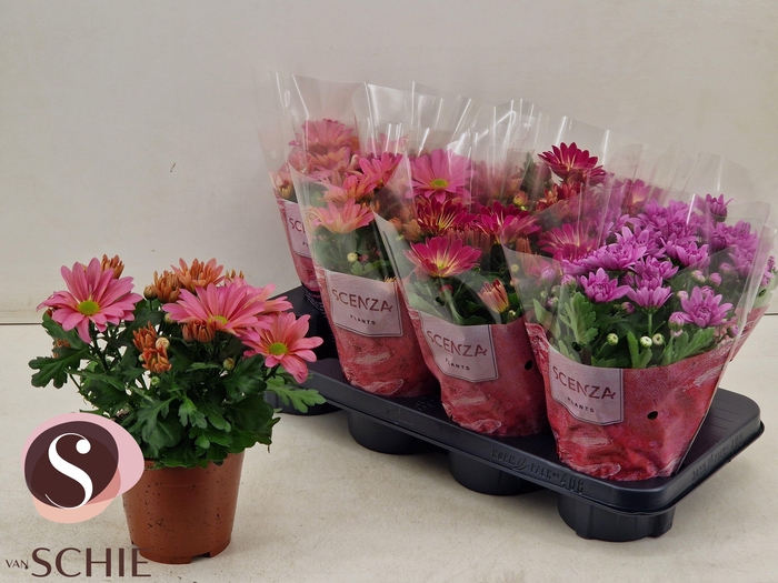 <h4>CHRYS GEM 3 KL</h4>