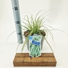 Carex Evercolor Eversheen