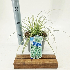 Carex Evercolor Eversheen
