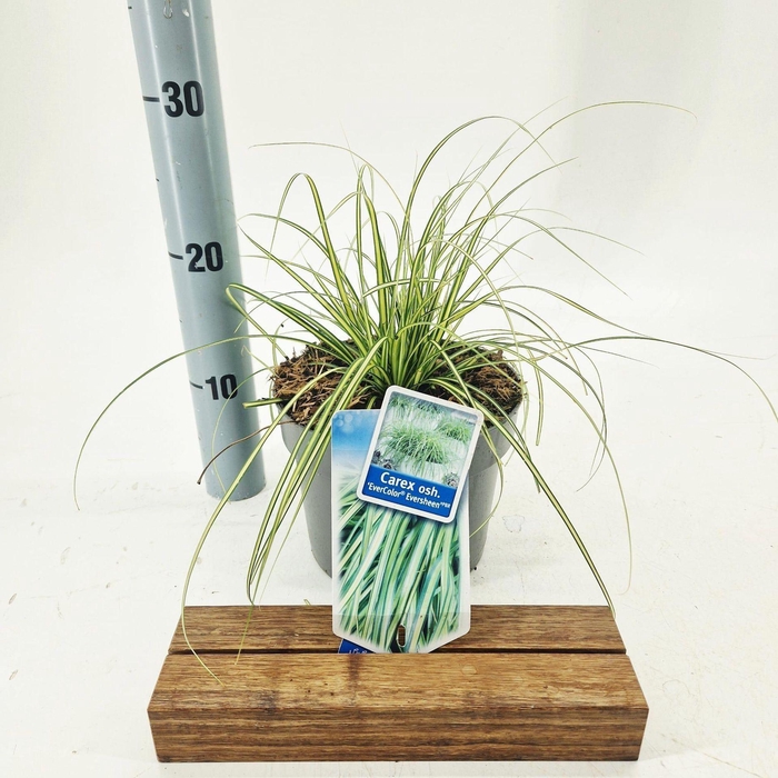 <h4>Carex Evercolor Eversheen</h4>