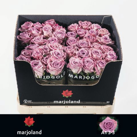 <h4>R Gr Nayeli Marjoland 33</h4>