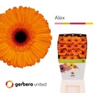 Ge Gr Alex Diamond Gerbera United