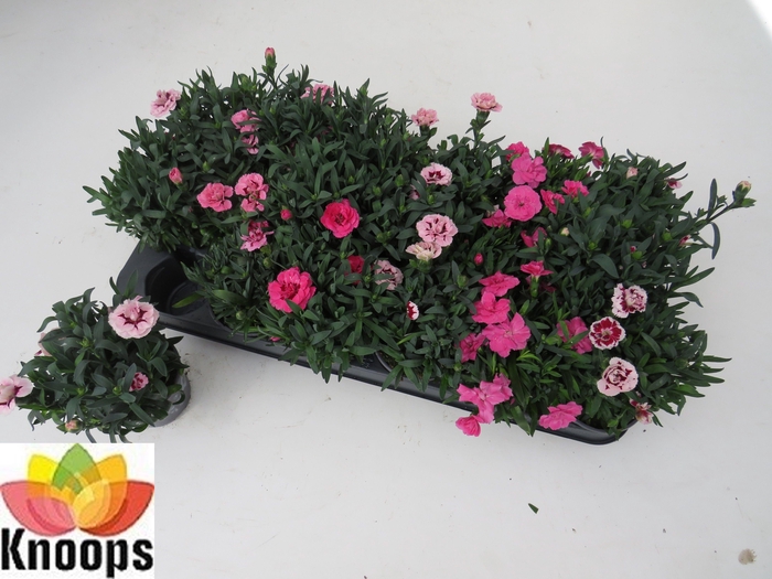 <h4>DIAN OSC GEM</h4>