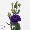 EUS G ROSI PURPLE