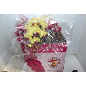 PHALAENOPSIS CASCATA ESPECIAL P15