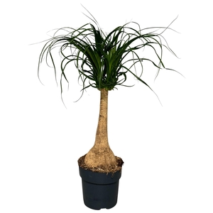 Nolina recurvata