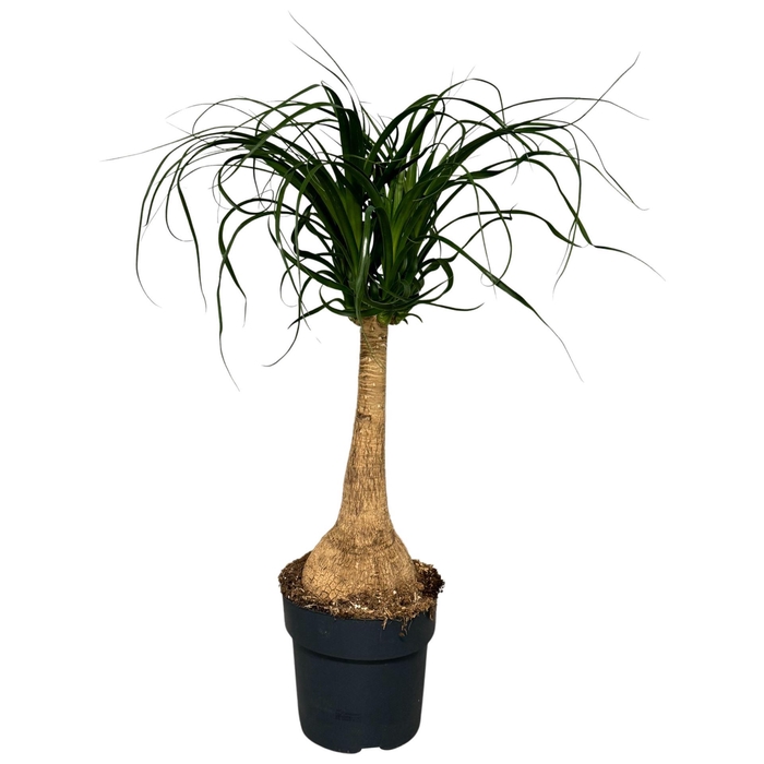 <h4>Nolina recurvata</h4>