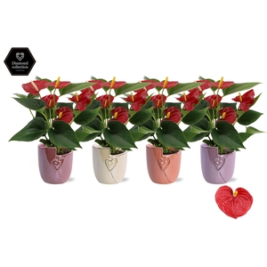 Anthurium 9 cm Diamond Red in Joa ceramics