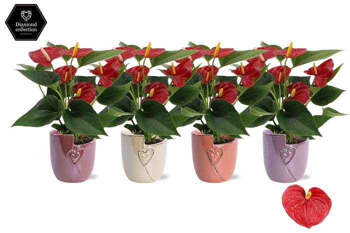 <h4>Anthurium 9 cm Diamond Red in Joa ceramics</h4>