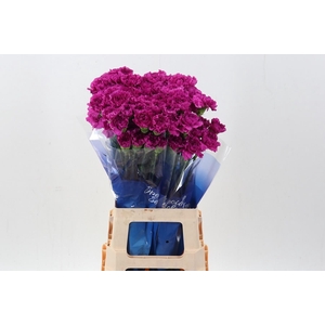 Dianthus ST 'Dark Farida'