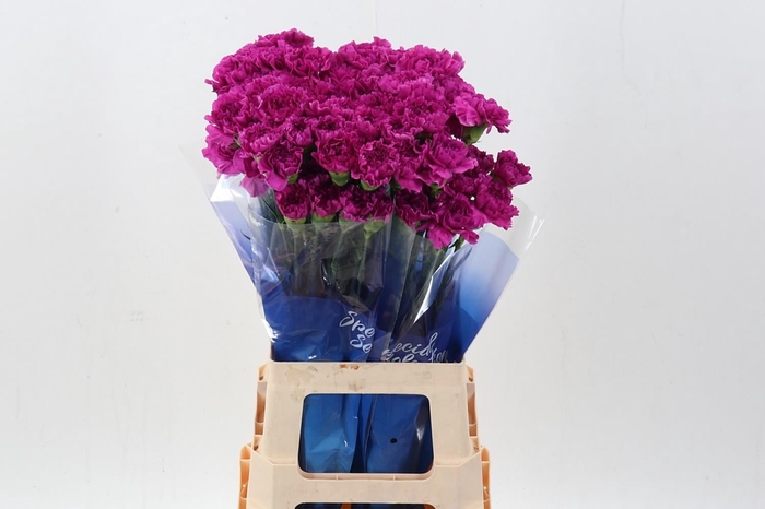 <h4>Dianthus ST 'Dark Farida'</h4>