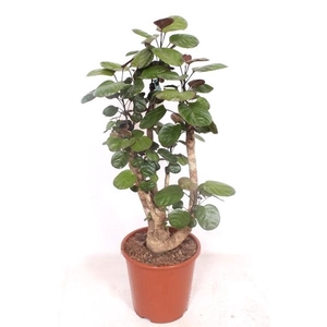 Polyscias 'Fabian'