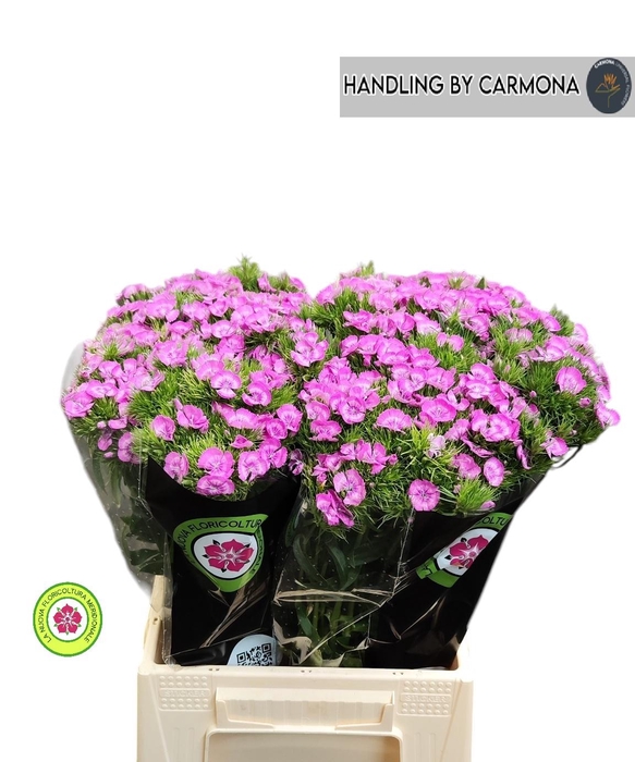 <h4>DI BARB MELIAN BRE</h4>