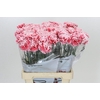 Dianthus St Hugo