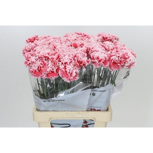 Dianthus St Hugo
