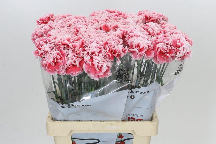 <h4>Dianthus St Hugo</h4>