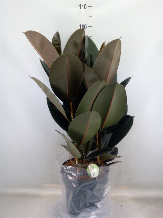 <h4>Ficus elastica 'Abidjan'</h4>