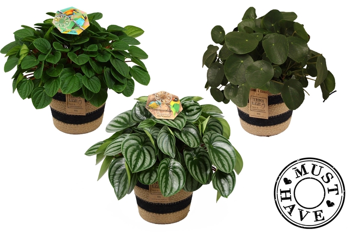 <h4>Peperomia Mix in Jutte Mand 'Must Have'</h4>