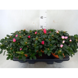 Rhododendron sim. 'Hellmut V' .mix5