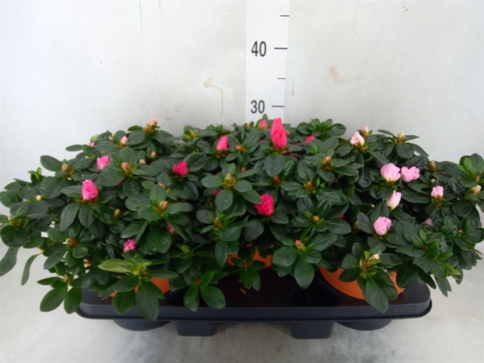 <h4>Rhododendron sim. 'Hellmut V' .mix5</h4>