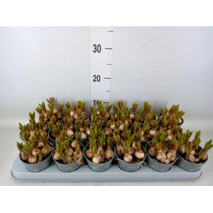 Muscari  'Mountain Lady'