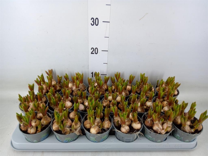 <h4>Muscari  'Mountain Lady'</h4>