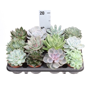 Echeveria   ...mix