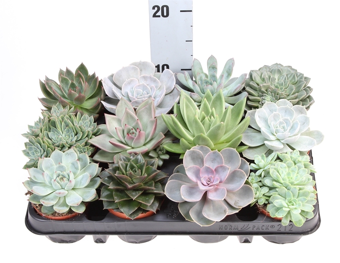 Echeveria   ...mix