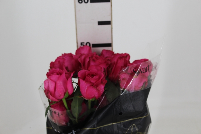 <h4>ROSA IVY 050 CM ESTUFA</h4>