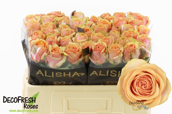 <h4>R Gr Dividend</h4>