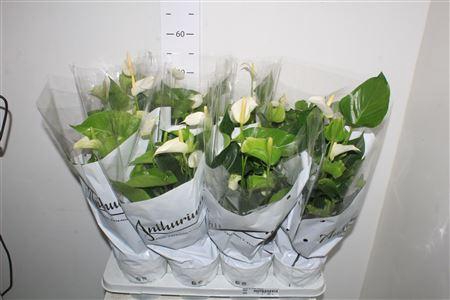 <h4>Anthu An White Champ</h4>