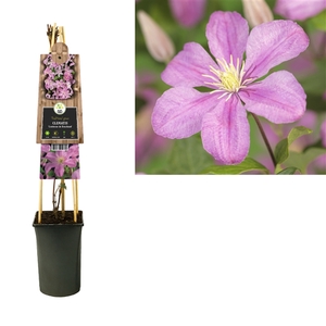 Clematis 'Comtesse de Bouchaud' +3.0 label