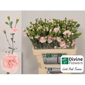 Dianthus TR 'Light Pink Tessino'