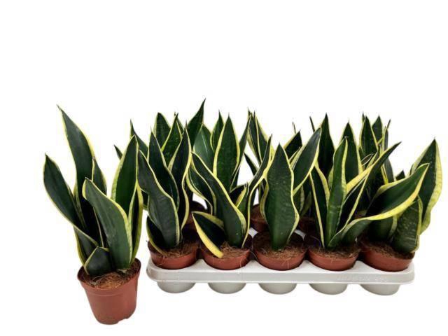 <h4>SANSEV BLACK GOLD</h4>