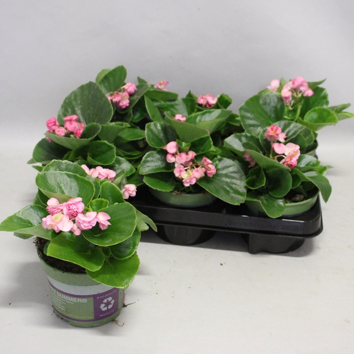 <h4>Begonia semp. Dubbel Rose</h4>