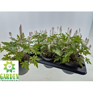 TIAR CORDIFOLIA