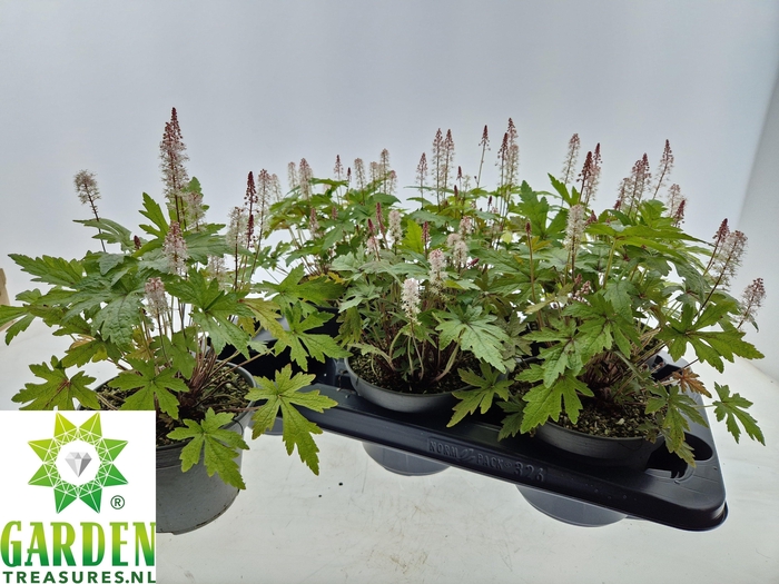 <h4>TIAR CORDIFOLIA</h4>