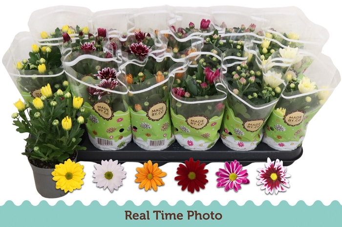 <h4>CHRYS GEM 6 KL</h4>