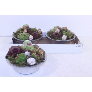 ARR SEMPERVIVUM