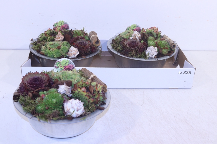 <h4>ARR SEMPERVIVUM</h4>