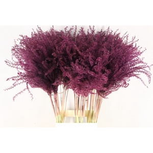 Dried miscanthus paint bordeaux