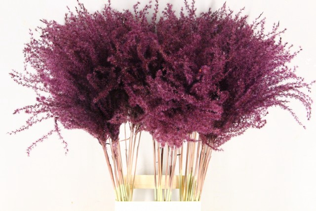 <h4>Dried miscanthus paint bordeaux</h4>