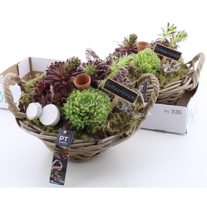 ARR SEMPERVIVUM